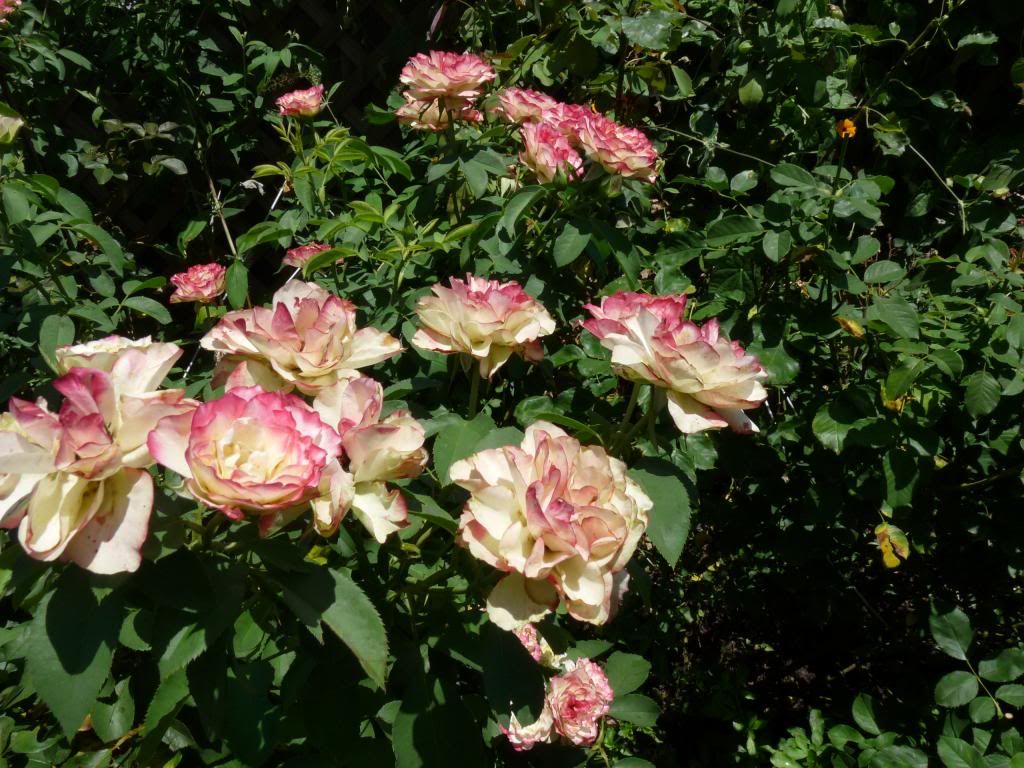  photo cherryparfait2.jpg